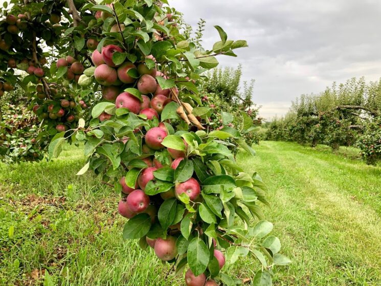 The Big R Apple Farm